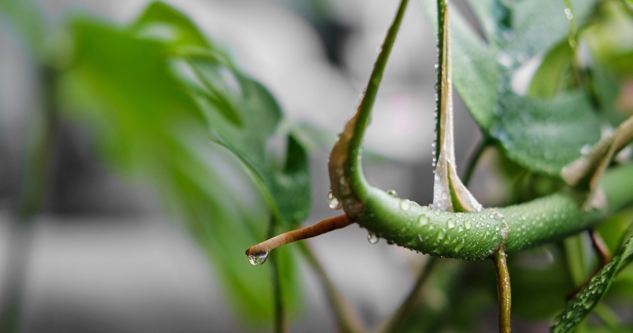 Monstera's aerial roots are adapted to absorb moisture and dissolved nutrients directly from the environment. /123RF/Picsel, 123RF/Picsel /INTERIA.PL