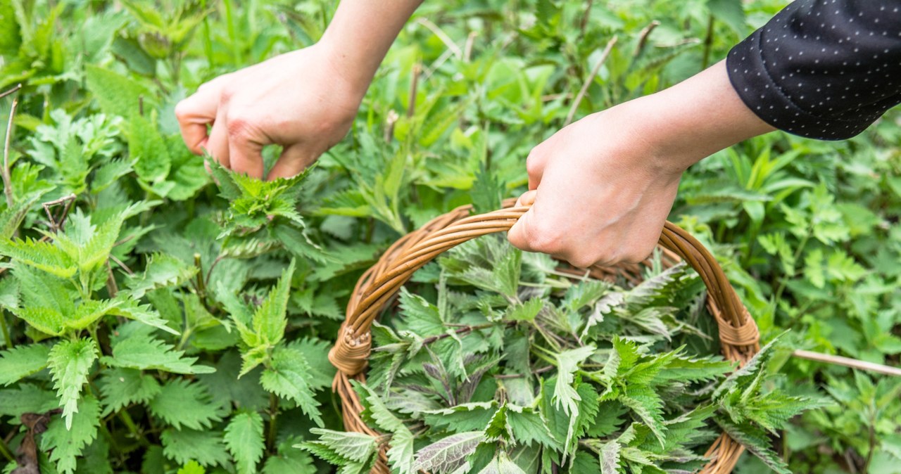 It facilitates weight loss and strengthens immunity. Many people think it is just a weed