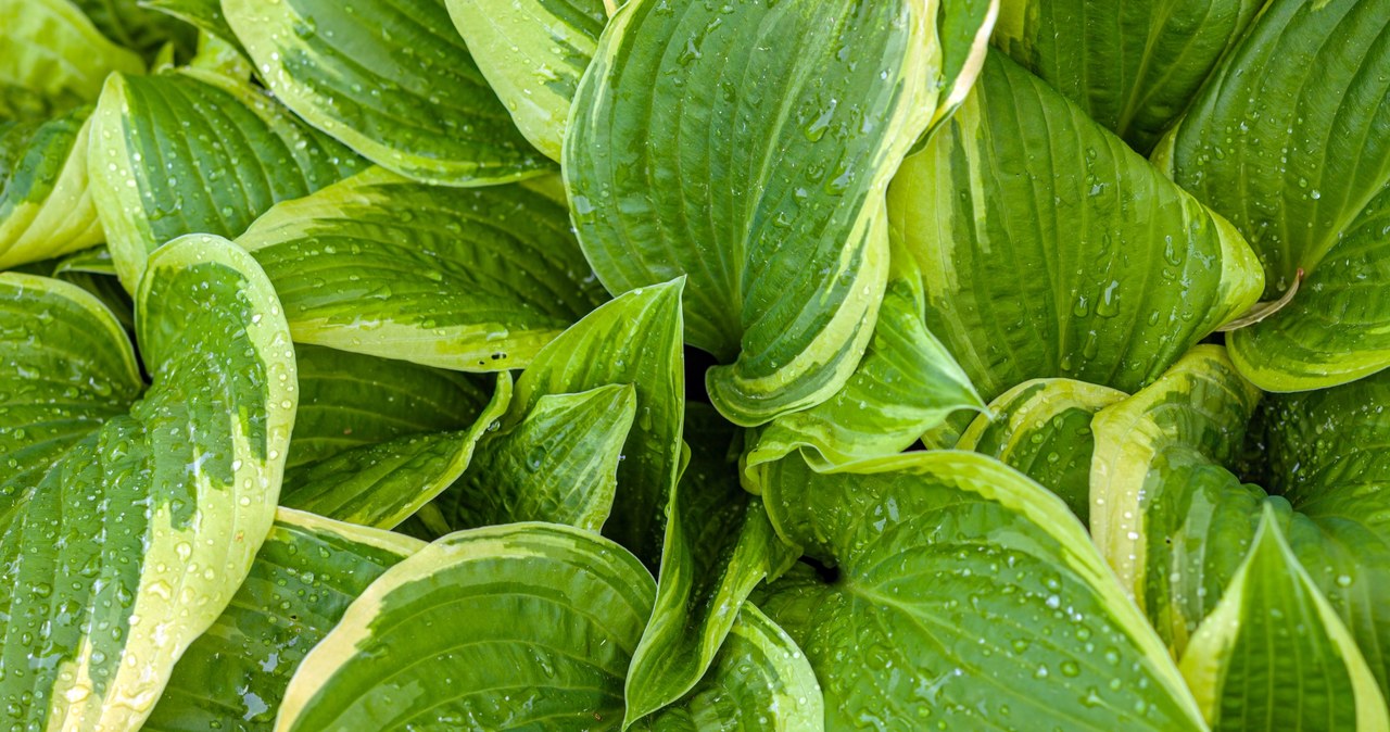 Funki in December require special care. They will return the favor in the spring