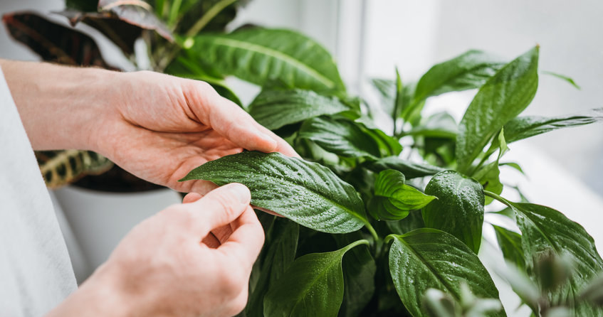 Do you want your Spathiphyllum to have beautiful leaves? Don't neglect this treatment