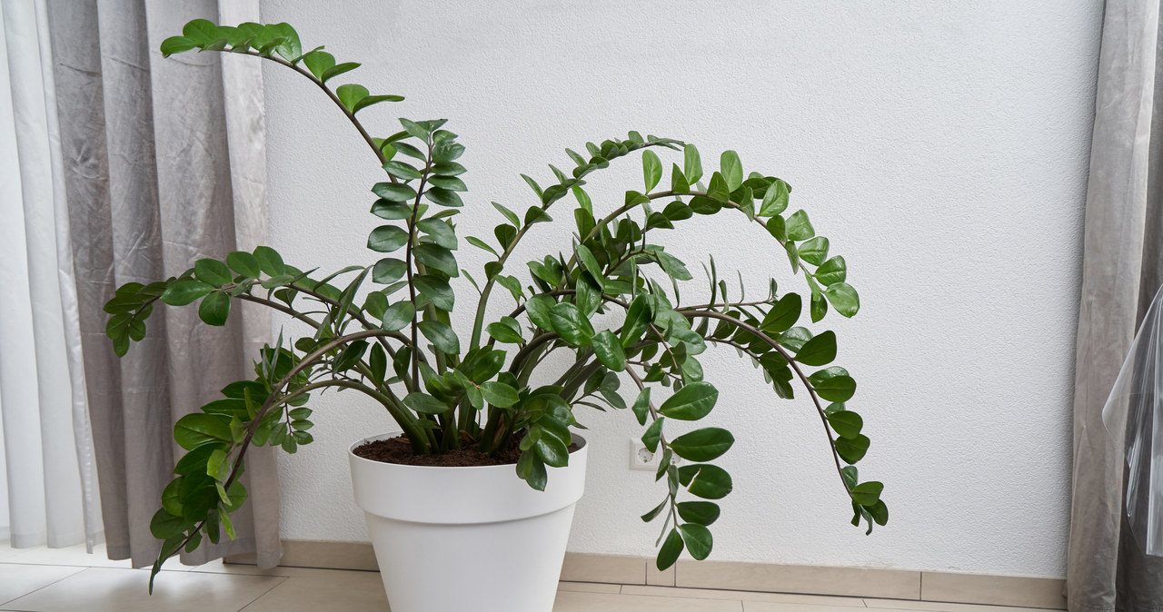 Zamioculcas leaves turn yellow and stems fall off? Act quickly if you want to save him