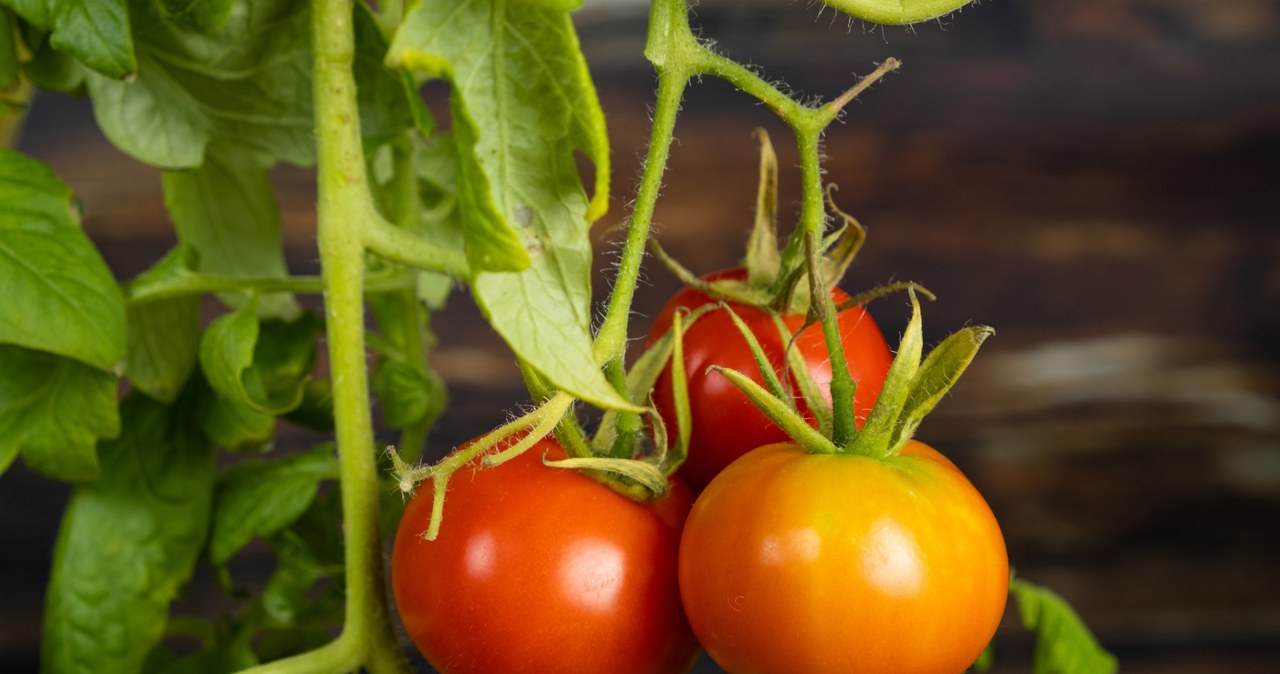 You can grow tomatoes even in winter. But remember this
