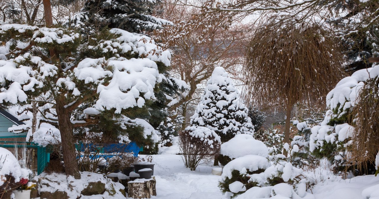 Frost-resistant plants for the garden. They will survive even very low temperatures