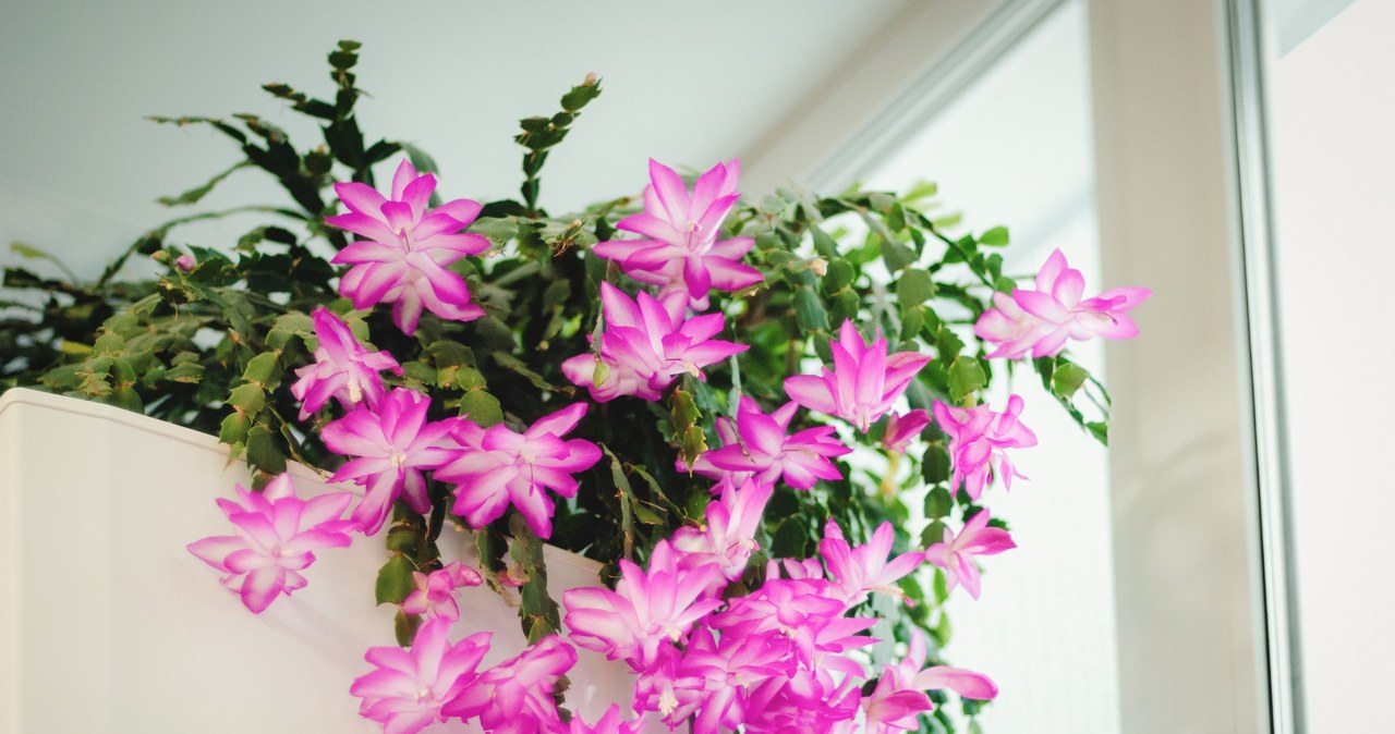 Christmas cactus not blooming? This is the most common cause