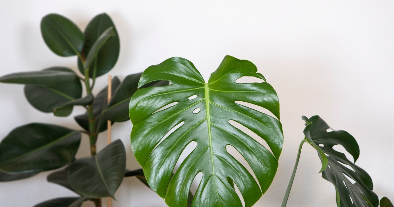 Water the monstera with it. You won't be able to count the new leaves