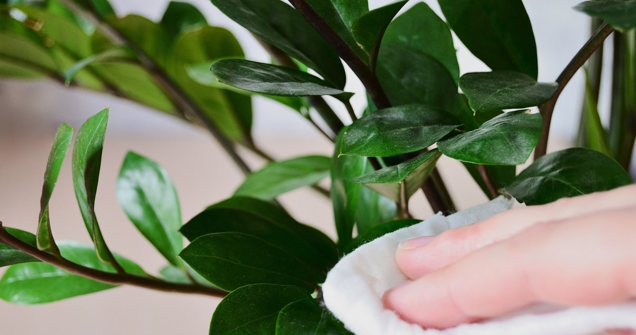 Rub this on the zamioculcas leaves. Dust will not settle on it