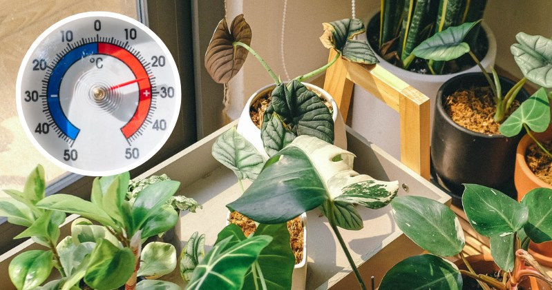 This is the best temperature for potted plants. Take care of it during the heating season