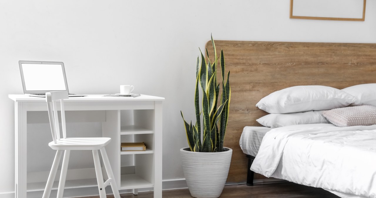 Are you having trouble sleeping? Place this plant in the bedroom. Few people know how it works