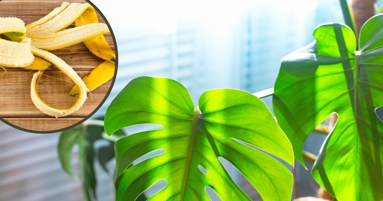 Don't throw away banana peels. Thanks to them, potted plants will stop gathering dust
