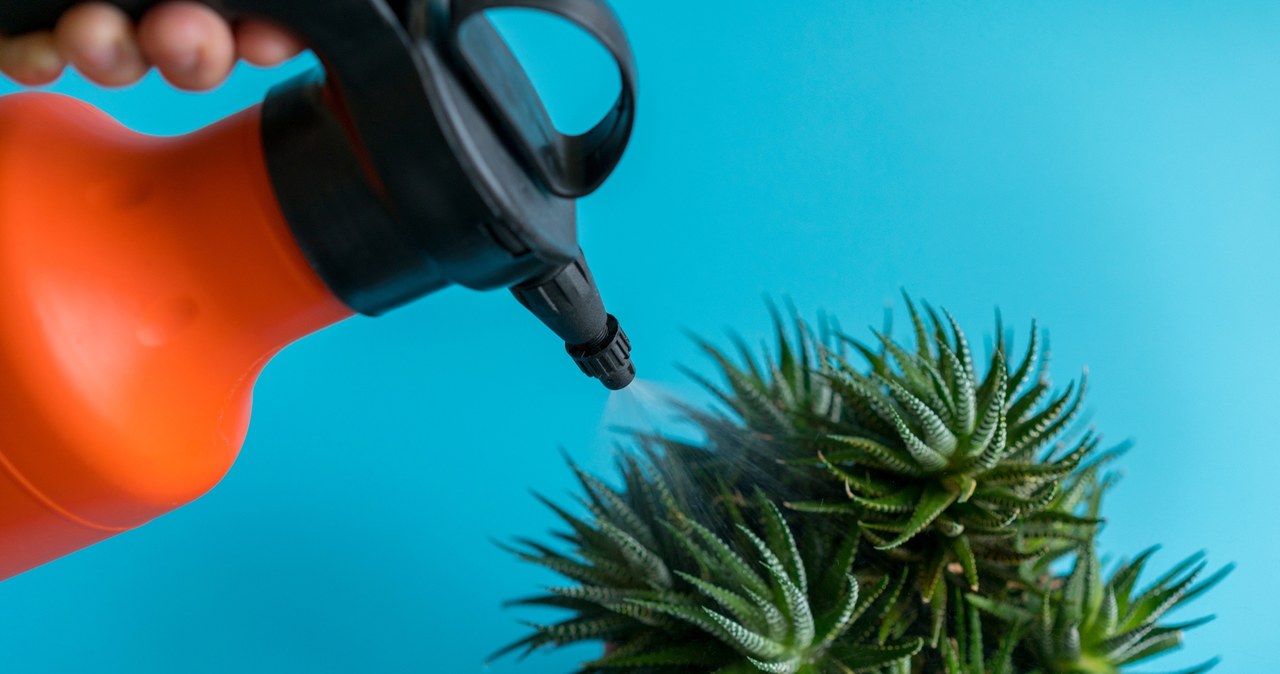 Do not mist these potted plants. You will only harm them