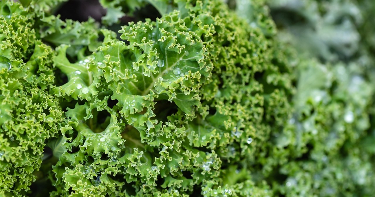 It has more iron than beef. It rejuvenates, slims and gives a powerful boost of energy