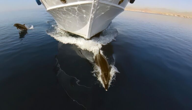 We already know why dolphins “surf” the waves produced by boats