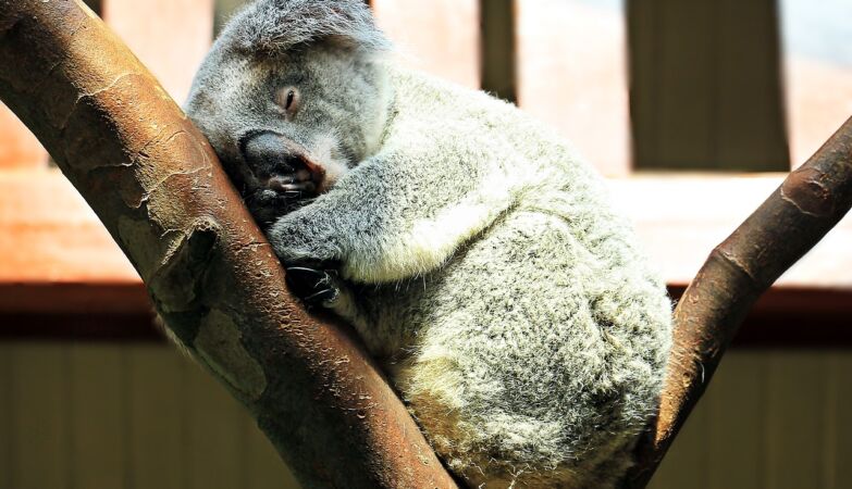 Panda, leopard or strigid: the 8 most calm animals (and why they are so calm)