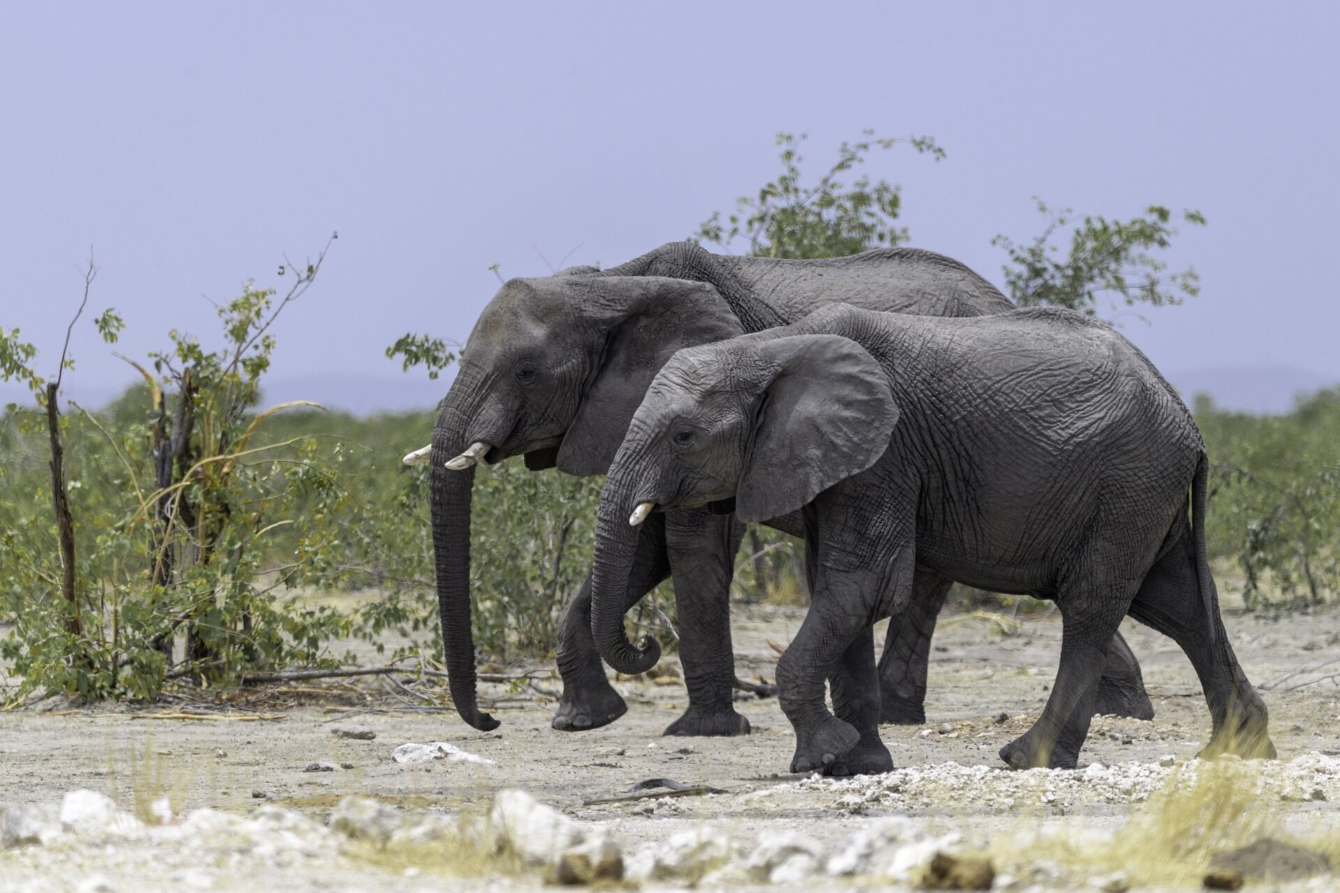 Hundreds of elephants died mysteriously in Botswana in 2020. We now know why