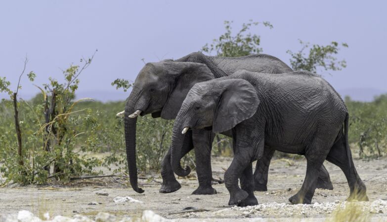 Hundreds of elephants died mysteriously in Botswana in 2020. We now know why