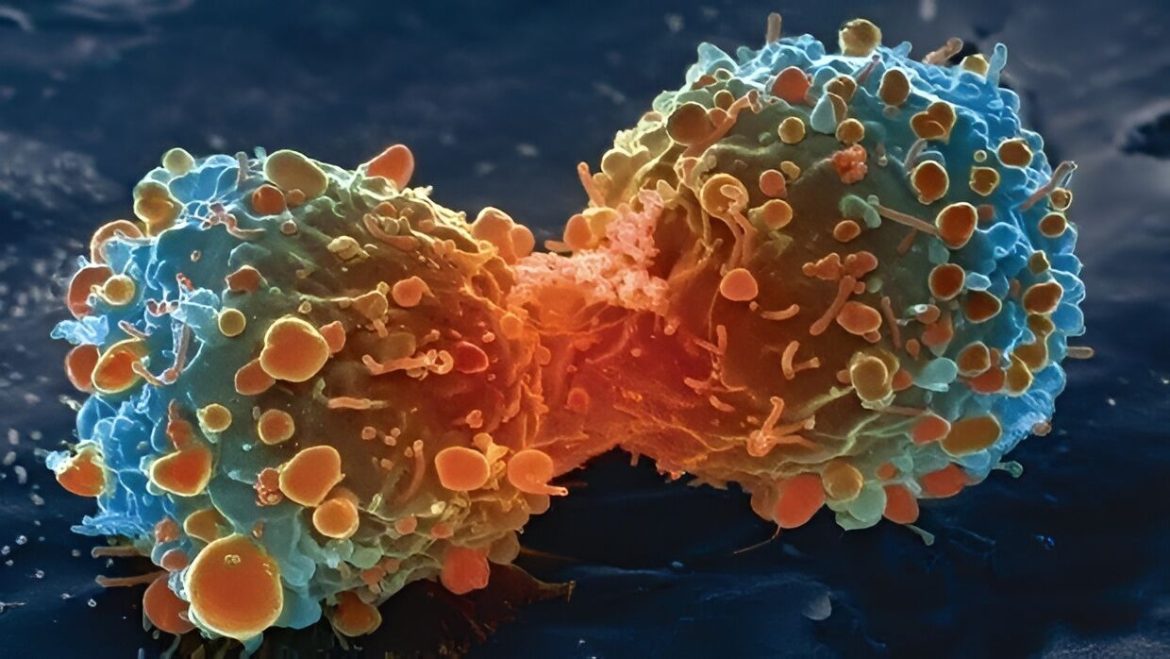 The risk of cancer decreases with age. Maybe we finally The risk of cancer decreases with age. Maybe we finally know why