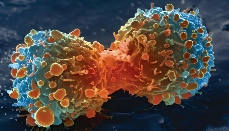 The risk of cancer decreases with age. Maybe we finally know why