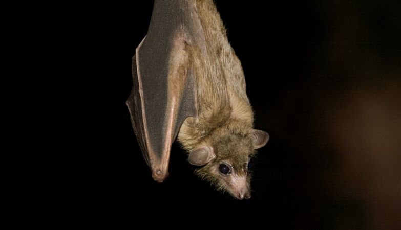 Going to Mars will be easier if we hibernate. And the secret may be in a bat cell