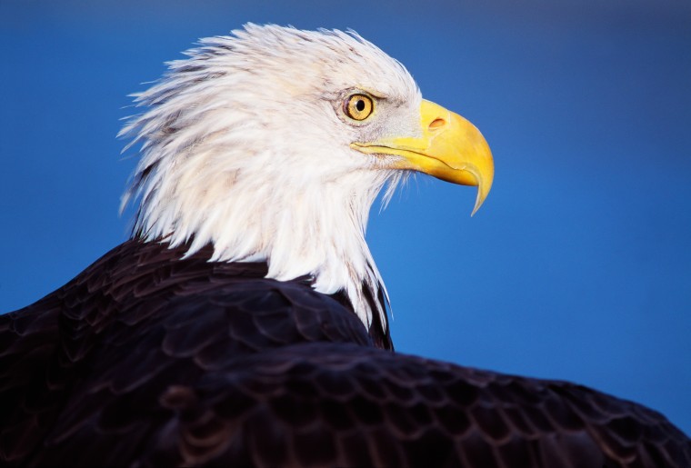 Close-up of a bald eagle