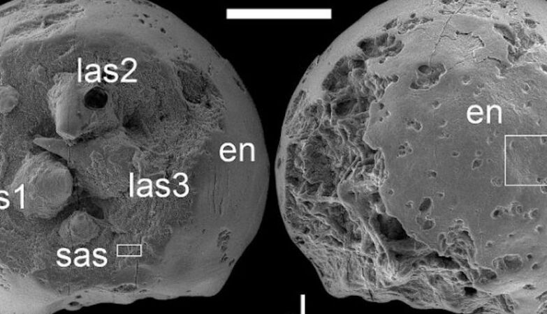 Tiny fossilized embryos reveal secrets of life 500 million years ago