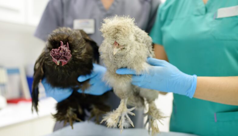 The bird flu virus is one mutation away from effectively attaching to human cells