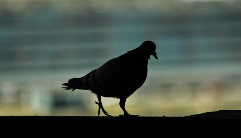 We should give mice with wings a second chance