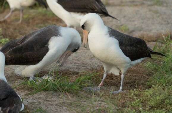 The oldest bird in the world will be a mother at 74