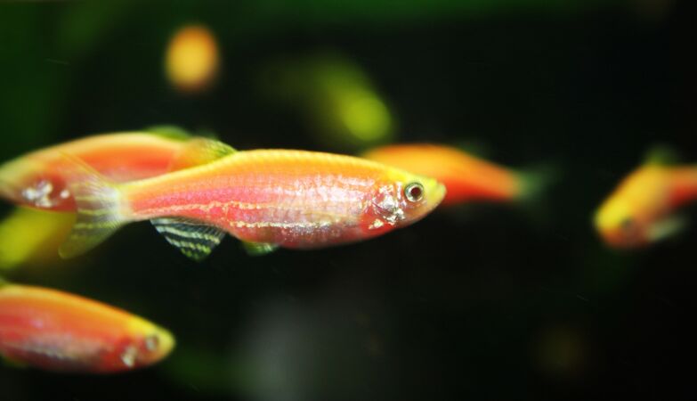 Fish decide when they want to be born (and they may not want to be Pisces)