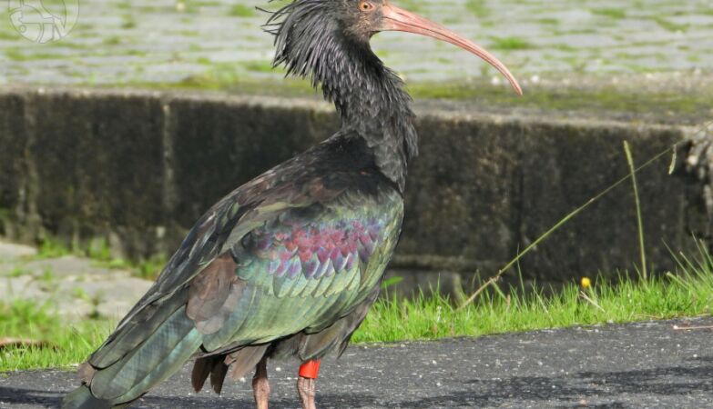 The hermit ibis bird that was once at risk of extinction was seen at the mouth of the River Minho.