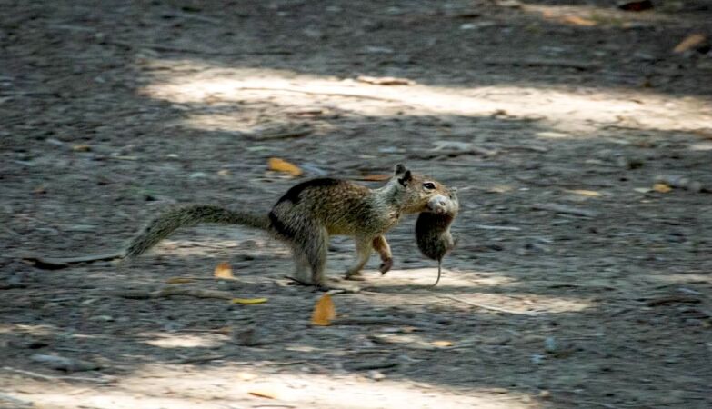 Cute Squirrels Have Become Killer Carnivores