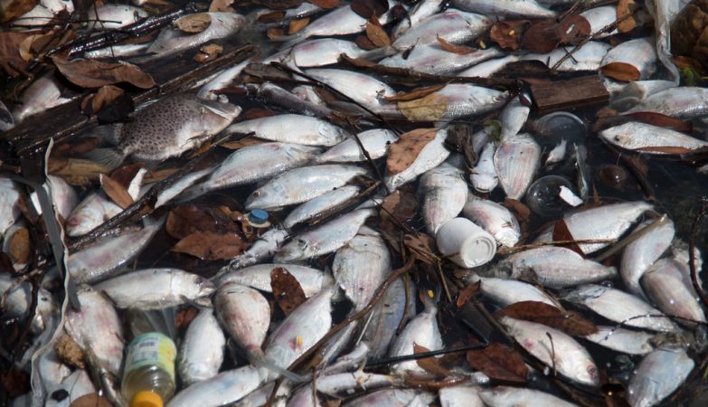 Cuttlefish, squid or octopus. Do you know how to distinguish them? Fishmonger labels are deceiving us