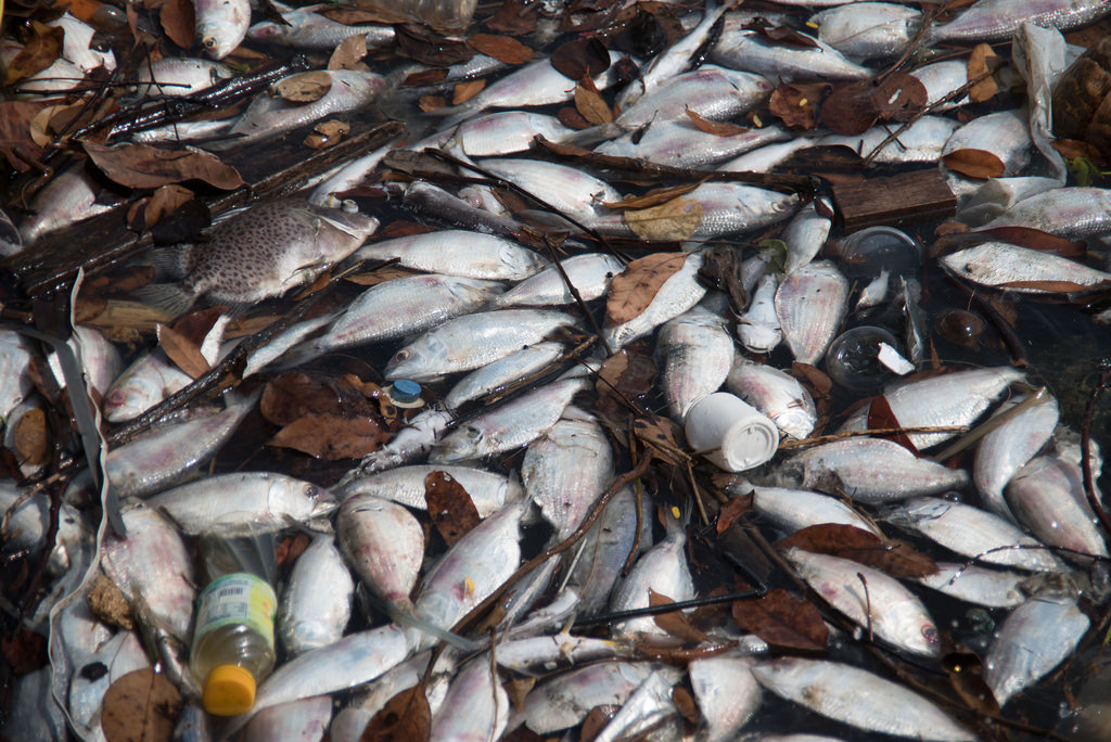 Cuttlefish, squid or octopus. Do you know how to distinguish them? Fishmonger labels are deceiving us