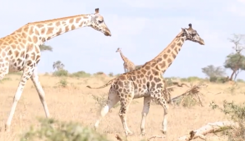 Giraffes are not friendly with slopes (a major challenge for their conservation)