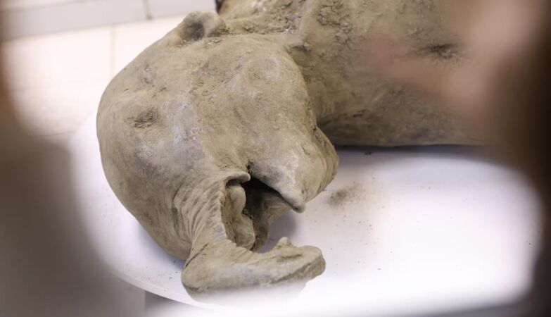 Baby mammoth found in Russia is the best preserved of all time