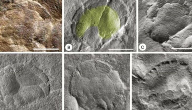 Fossils reveal strange “alien plant” unlike any we know