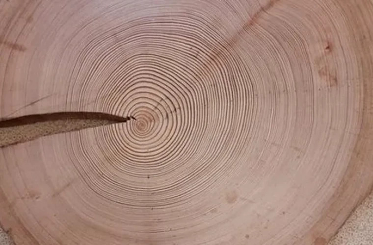 In the tree rings, traces of solar cataclysms have been discovered