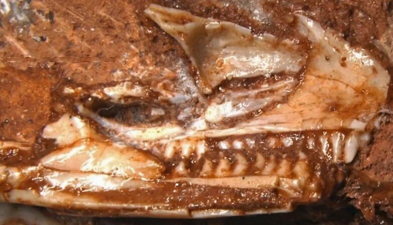 The world's oldest lizard discovered (yes, it's really a lizard)