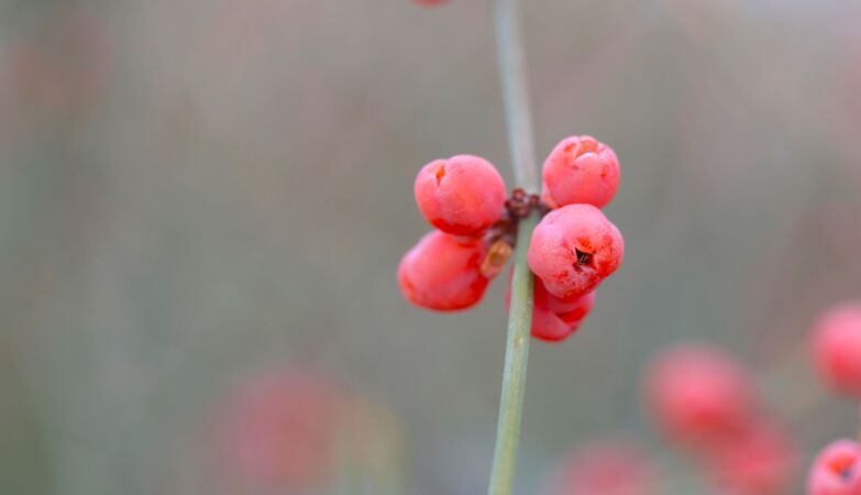 Ephedra: seeds found in Morocco reveal the use of plants as medicine in prehistoric rituals