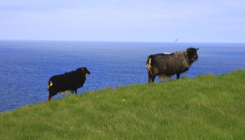 20 people and a million birds. This is how we live on the Isle of Grimsey