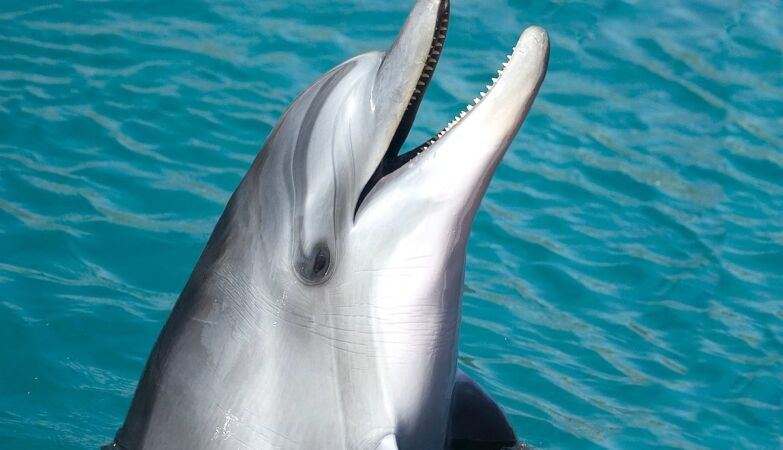 Dolphins can hear with their teeth