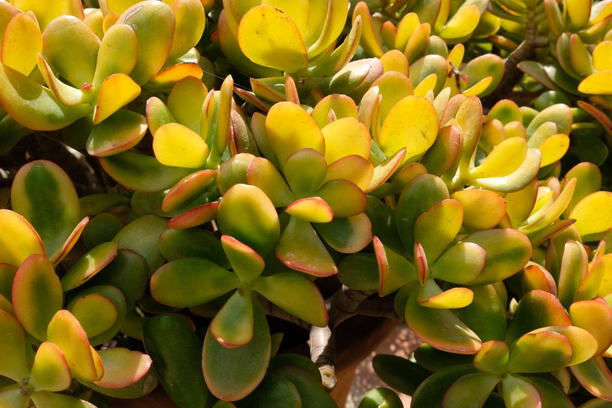 All about growing jade tree at home