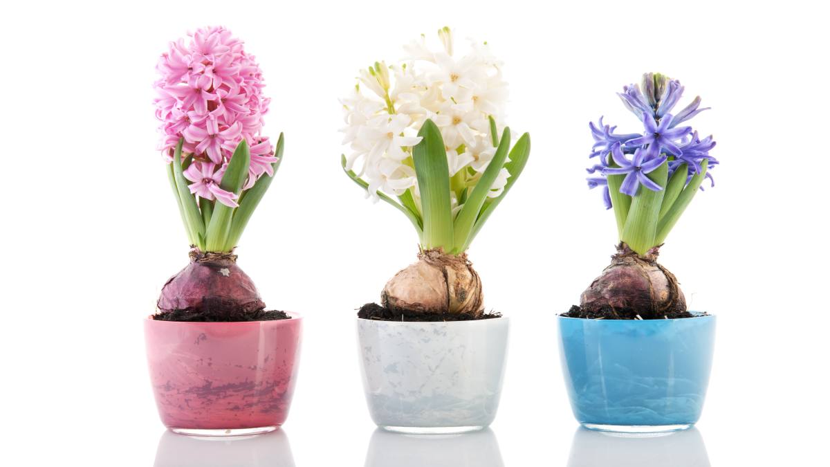 Making hyacinths bloom even with belief: here's how