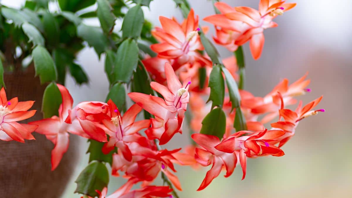 Where to place the Christmas cactus