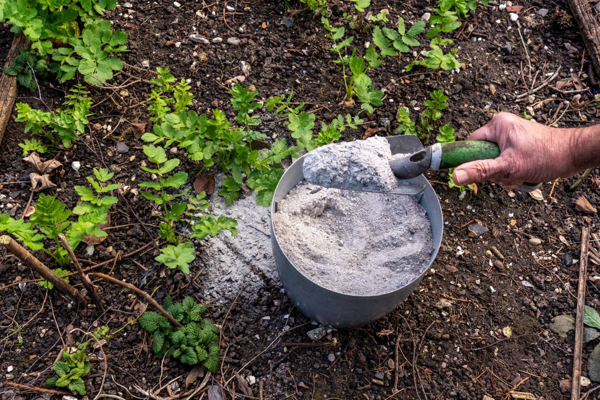 The ash to grow tomatoes in the garden