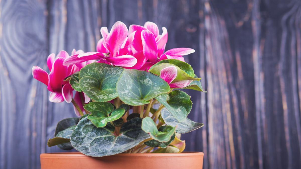 Which cyclamen to choose for your home