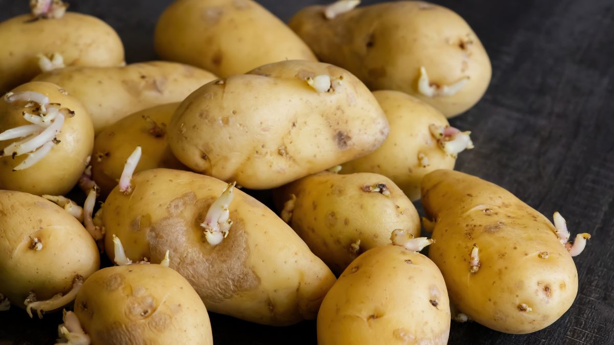 Prevent the potatoes from sprouting