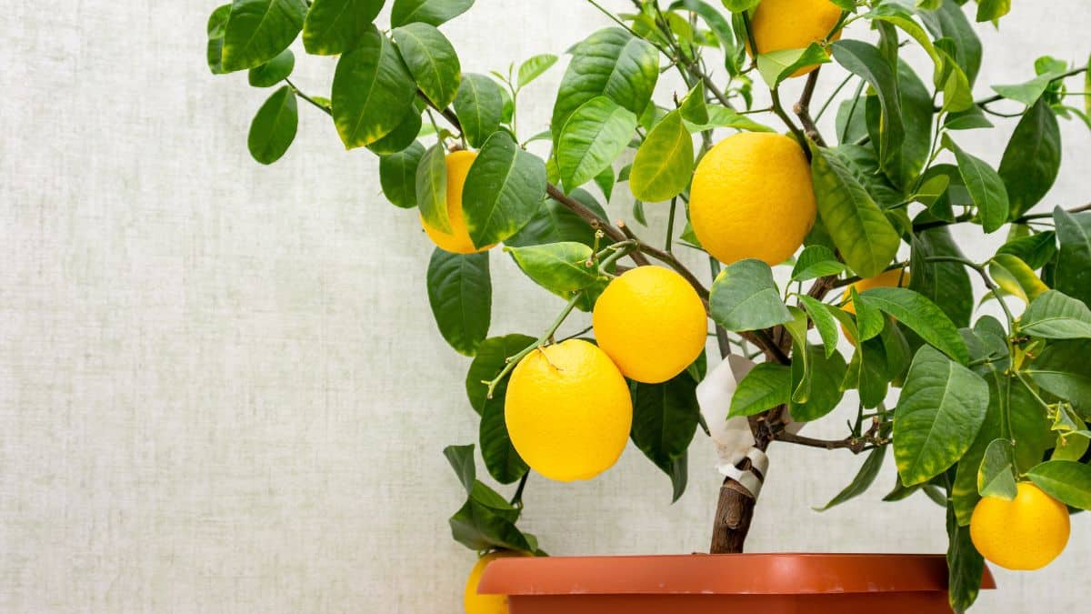 4 secrets about lemon in winter