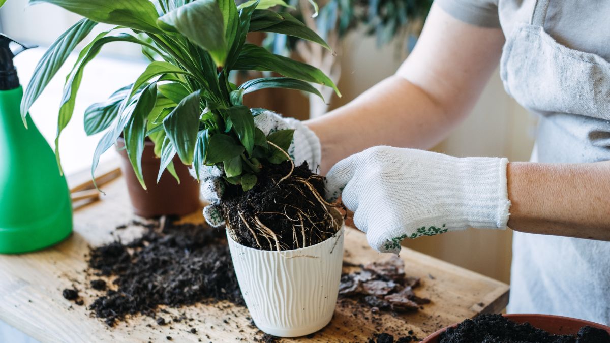 Rules for repotting plants in winter