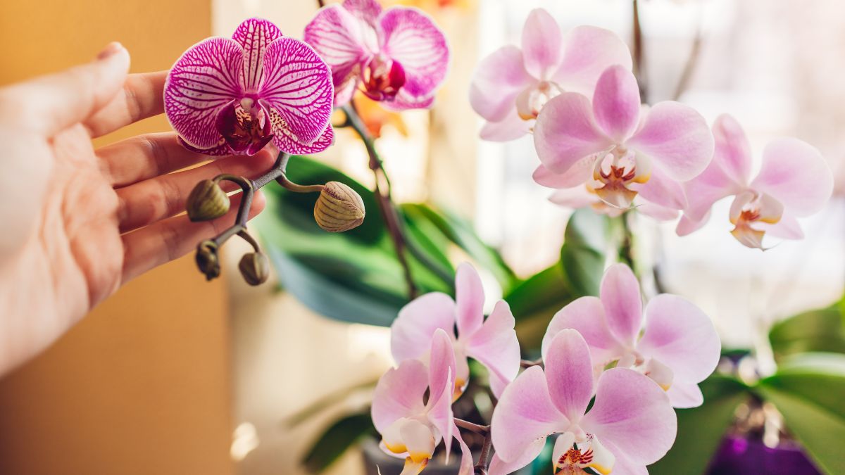 Orchid flowers fall solution