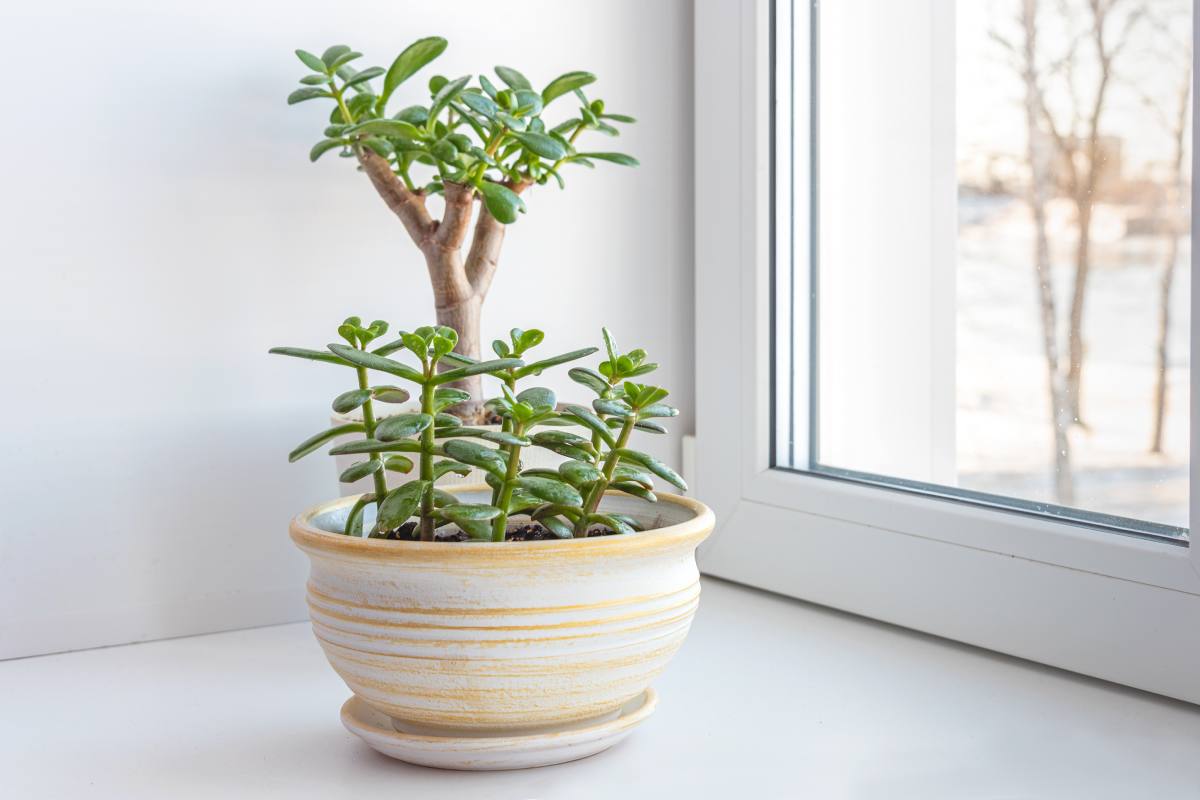 Tips for Giada's growth in the cold months